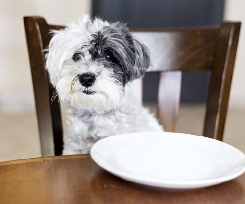 Como Escolher a Ração Certa Para o Teu Cão