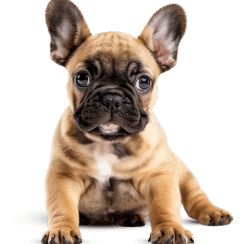 5 Dicas Essenciais para a Saúde do Teu Cão